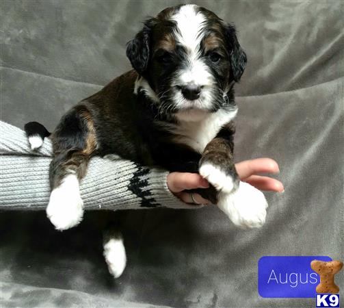 ThatLuckyDog Picture 3